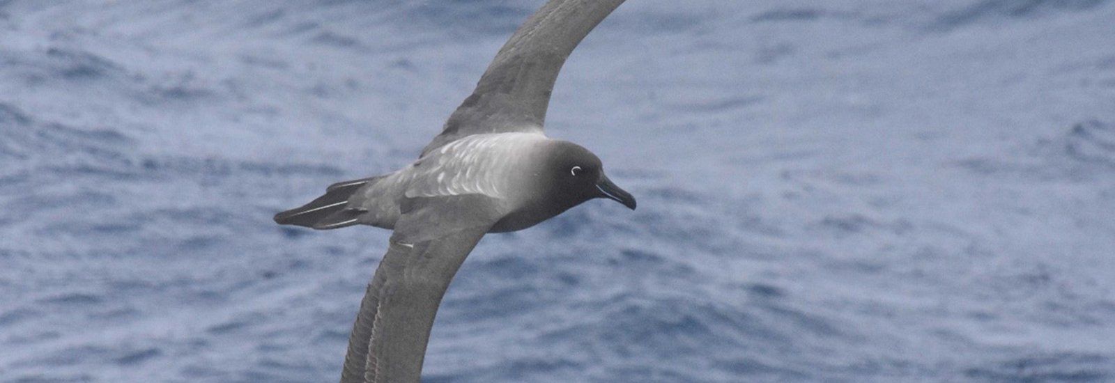 light-mantled-albatross