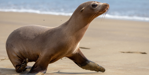Sea lions Island & Disembarkation