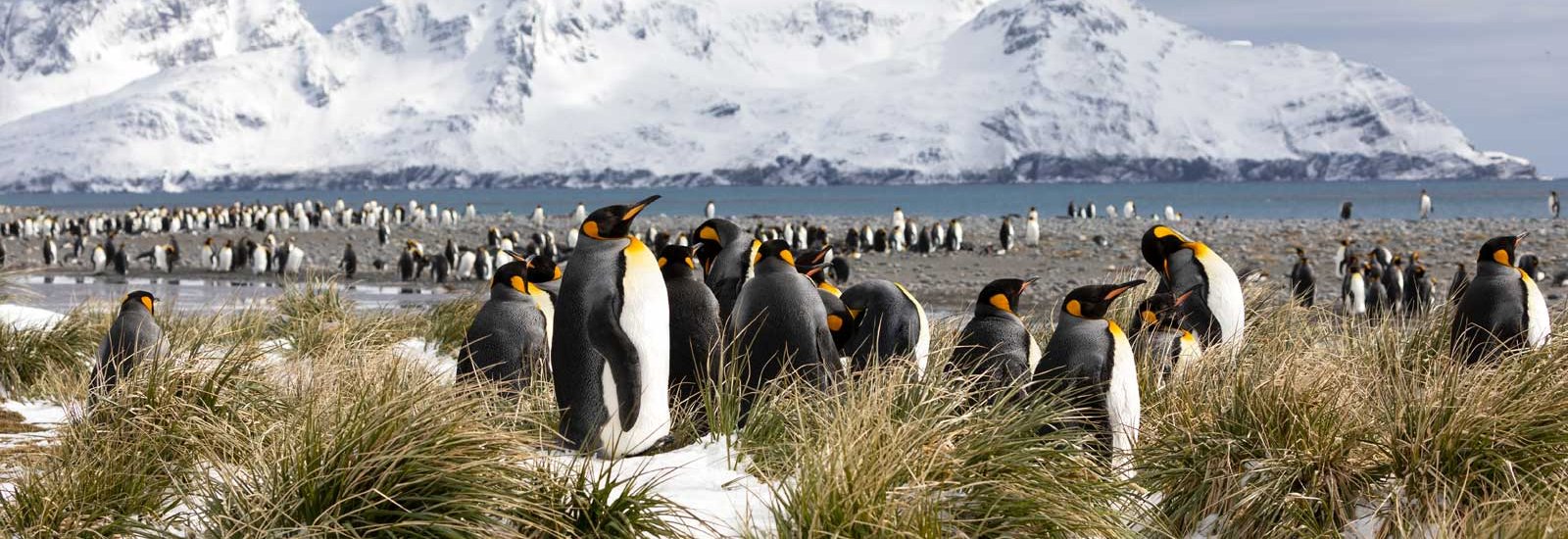 Falklands, South Georgia &amp; Antarctic Peninsula | Douglas Mawson