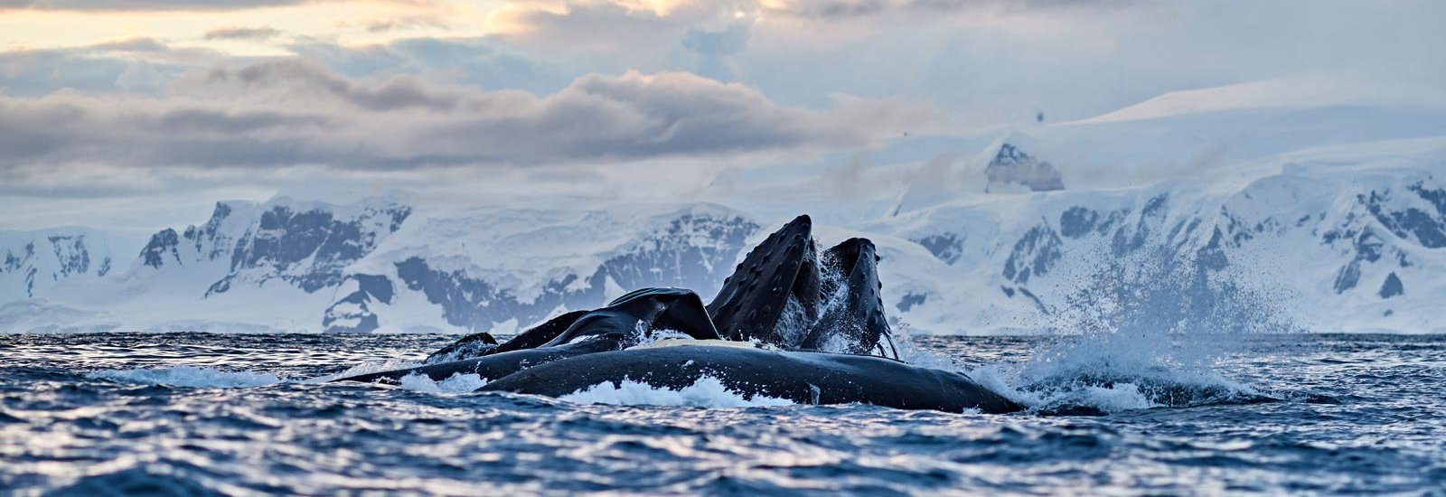 Antarctica Whale Watching &amp; Polar Circle | Hondius