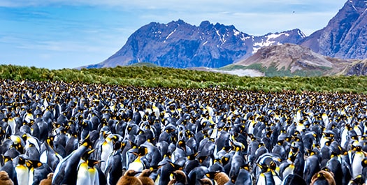 South Georgia - Day 9 to 12