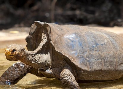  Galapagos_Santa-Cruz-Giant-Tortoise-hero_0