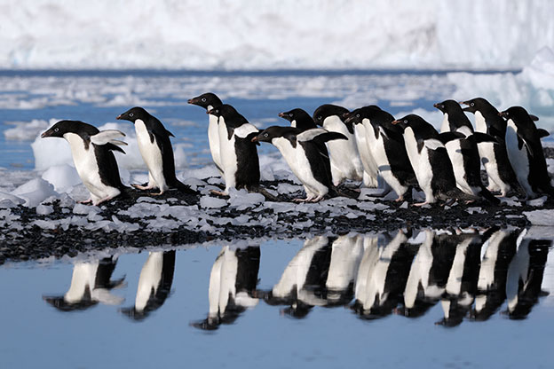 A waddle of Adelie penguins walking in Antarctica