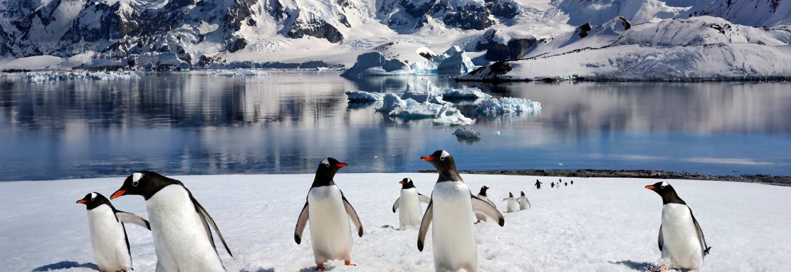 Spirit of Antarctica 27/28 | Sylvia Earle