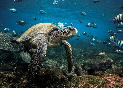  GalapagosWesternIslands 