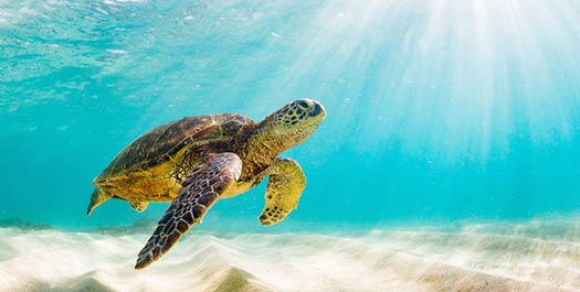 Tortuga bay & transfer to Isabela island