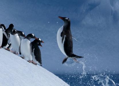  Gentoo%20Penguins%20hero2_1 