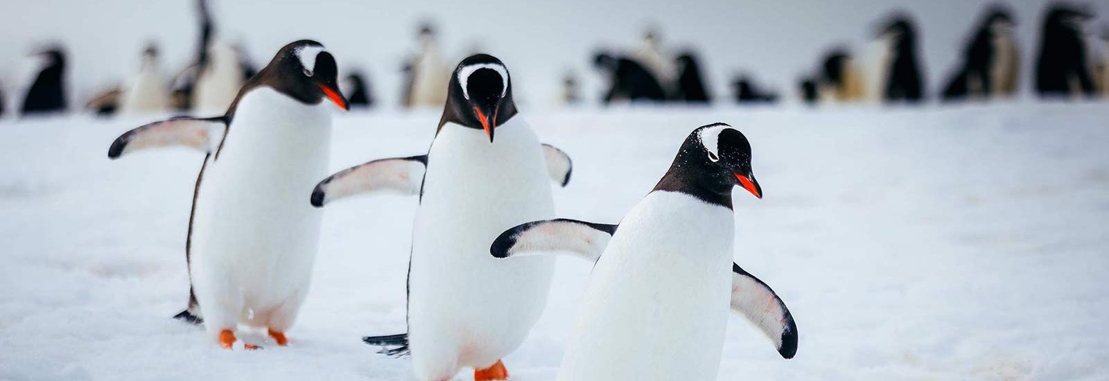 Discovering the 7th Continent | World Explorer