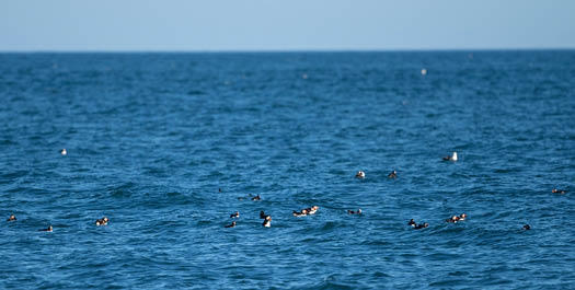 At Sea - Davis Strait