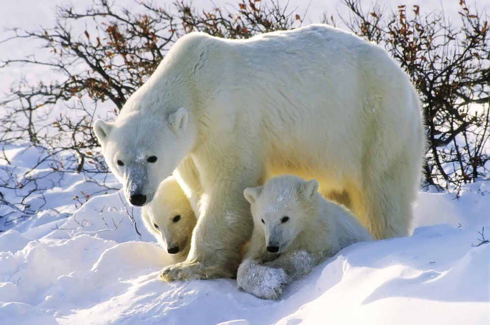 Wildlife at Arctic Expeditions.