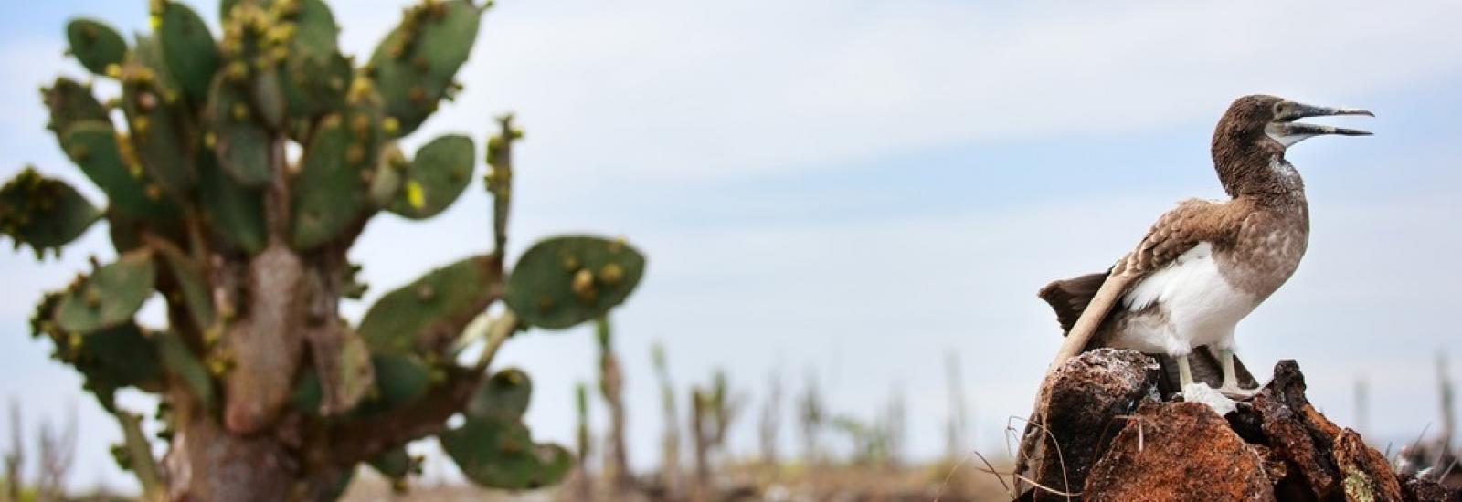 Galapagos Island Hopping - 5 Day