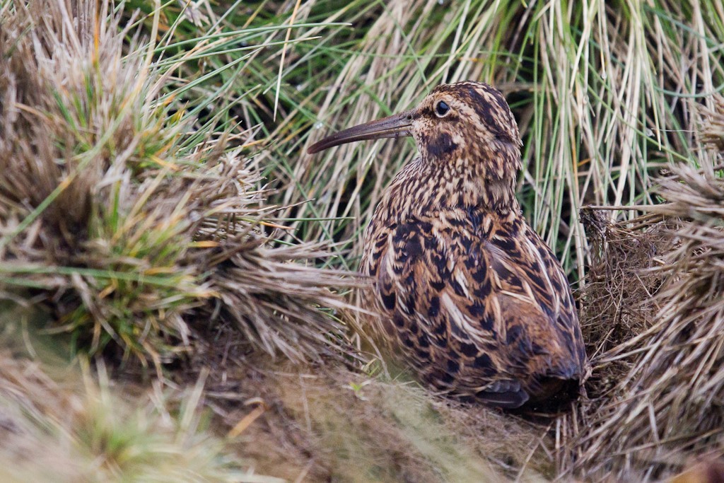 Snipe on Enderby Subantarctic Island 