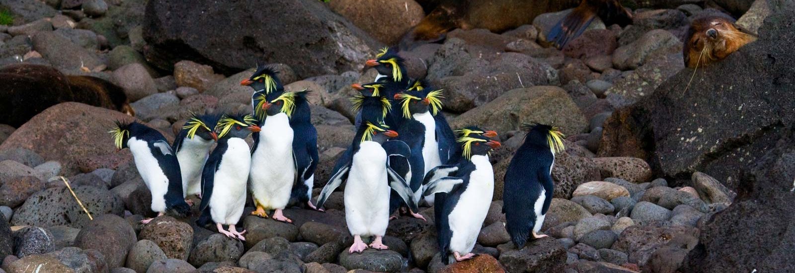 South Georgia &amp; Antarctic Odyssey 20-Day | Sylvia Earle
