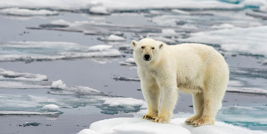 Expedition Cruising Days 3-7