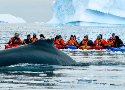 Whale breaching infront of kayakers on Antarctica expedition cruise) 