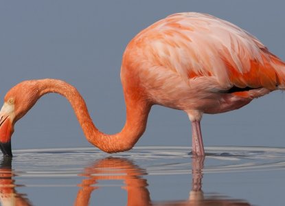 Galapagos Islands Flamingo standing in water) 
