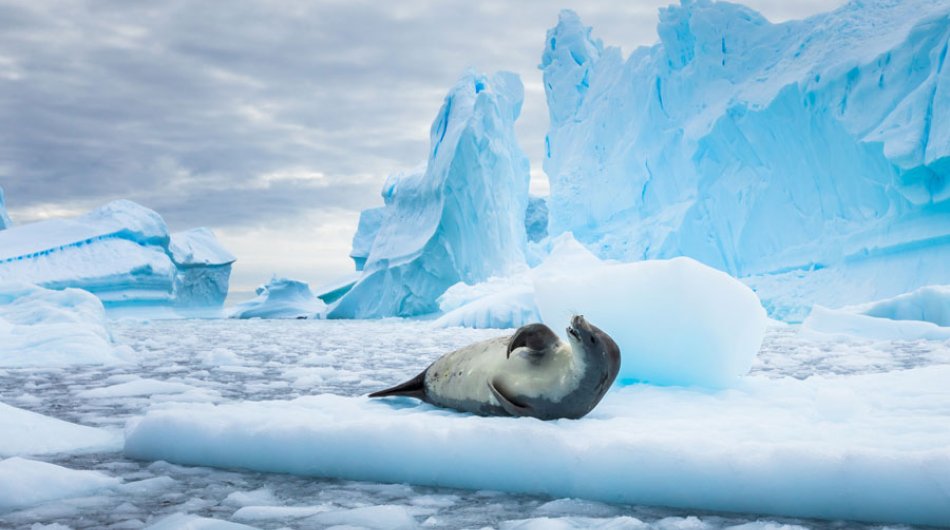 Crabeater-seal-on-iceberg