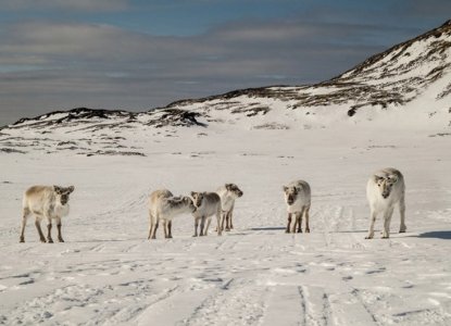  ArcticIslands_950X530 