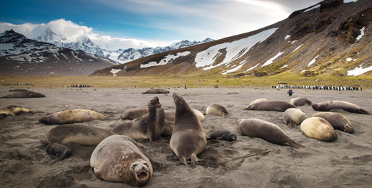 South Georgia - Day 8 to 11