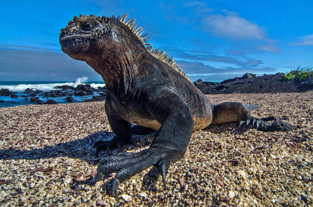marine iguana in the Galapagos
