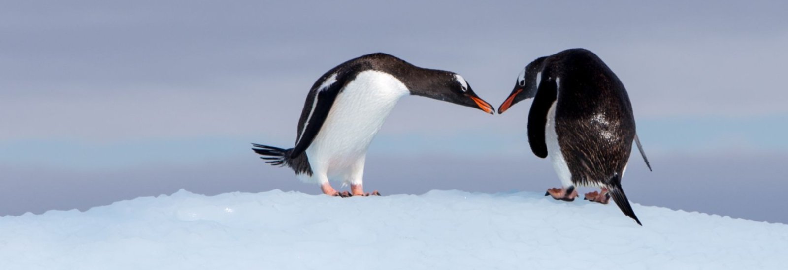 Antarctic penguins