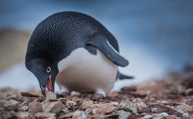 Adelie penguin picks up a rock for its nest