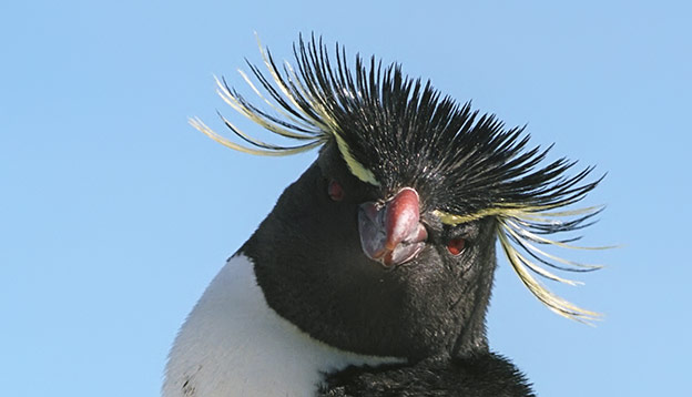 Macaroni Penguin